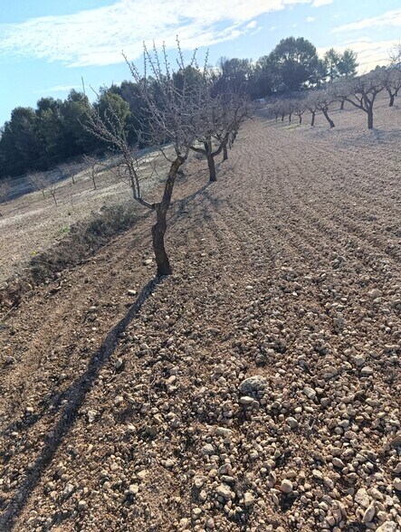 Terrain dans Bullas, Murcia à vendre - Photo de l’immeuble – Image 3 sur 10