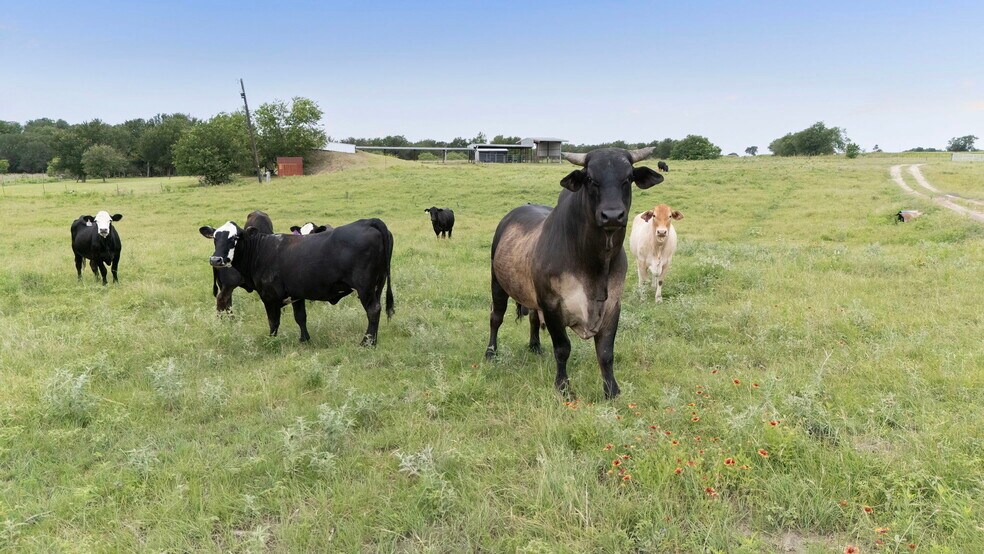 51 County Road 436, Thrall, TX à vendre - Photo de l’immeuble – Image 3 sur 78