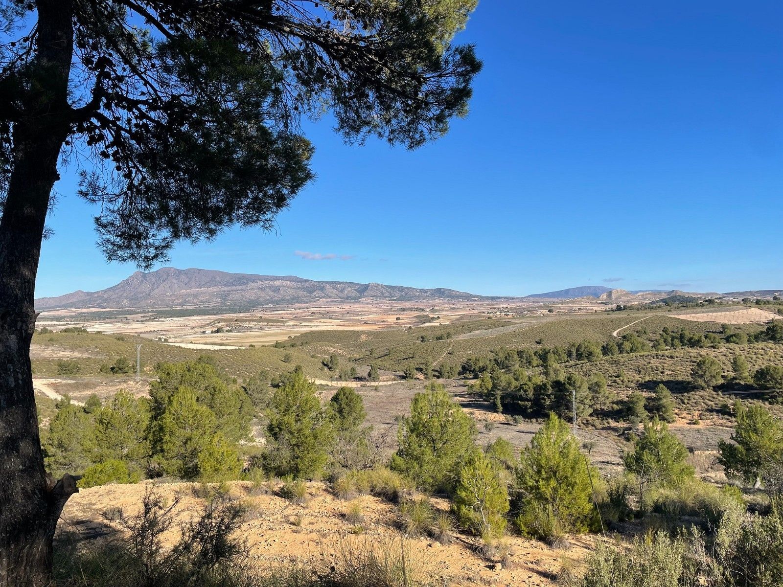 Terrain dans Jumilla, Murcia à vendre Photo principale– Image 1 sur 12