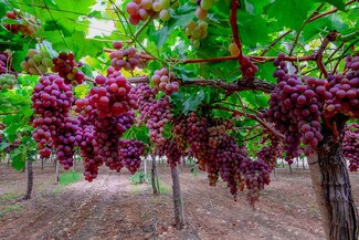 Plus de détails pour Large Table Grape and Citrus Vertical – Terrain à vendre, Delano, CA