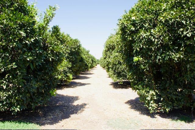 20015 Road 212, Lindsay, CA à vendre - Photo de l’immeuble – Image 2 sur 20