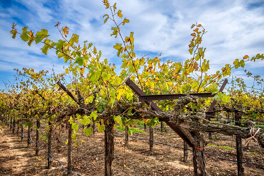 Colony Ranch Vineyard, Wilton, CA à vendre - Photo principale – Image 1 sur 11