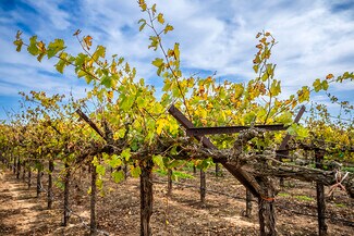 Plus de détails pour Colony Ranch Vineyard, Wilton, CA - Terrain à vendre