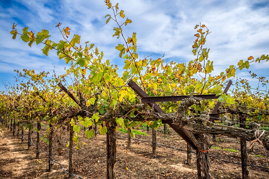 Colony Ranch Vineyard, Wilton, CA à vendre Photo principale– Image 1 sur 12