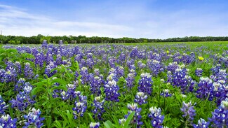 Plus de détails pour 1049 County Road 201, Liberty Hill, TX - Terrain à vendre