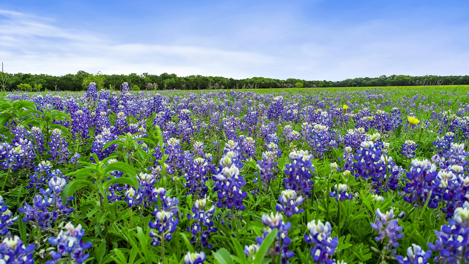 1049 County Road 201, Liberty Hill, TX à vendre Photo principale– Image 1 sur 18