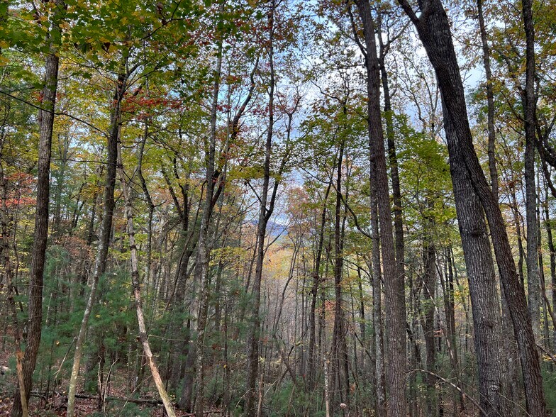 Whitecliff Drive, Ellijay, GA à vendre - Photo de l’immeuble – Image 3 sur 69