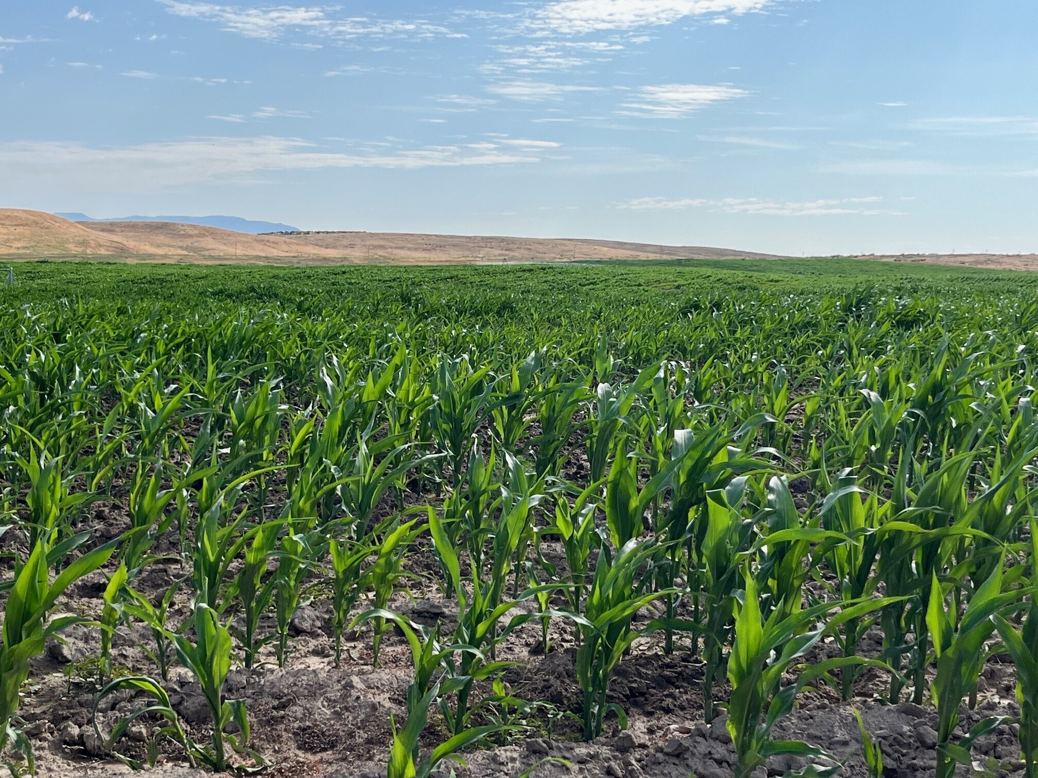 TBD Rockin B Lane, Emmett, ID à vendre Photo principale– Image 1 sur 7