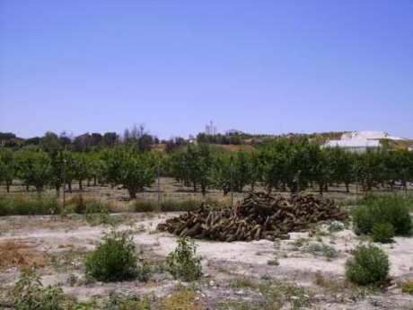 Terrain dans Cehegín, Murcia à vendre - Plan de site – Image 3 sur 6