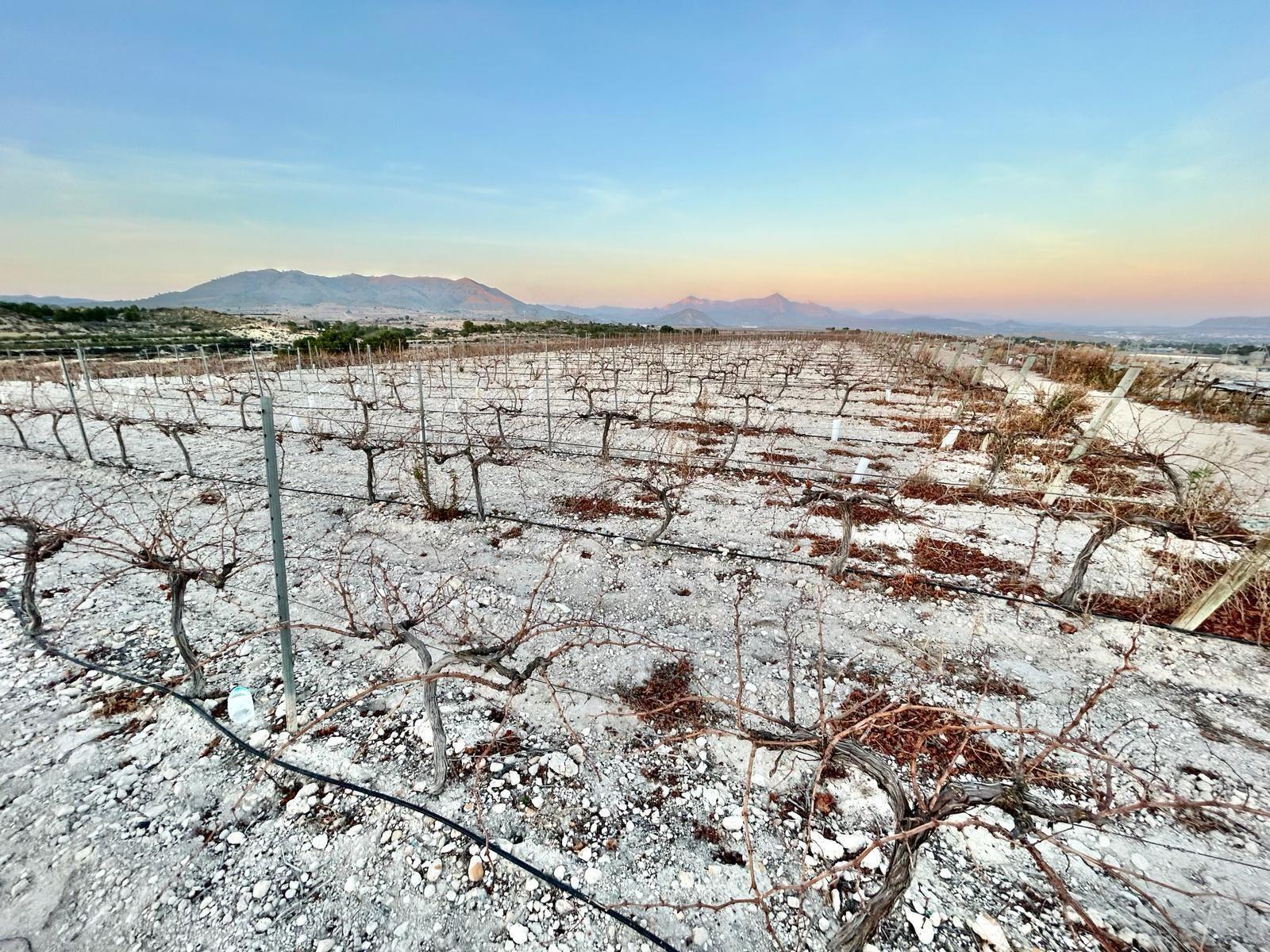 Terrain dans Novelda, Alicante à vendre Aérien– Image 1 sur 5
