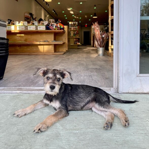 218-220 S Myrtle Ave, Monrovia, CA à louer - Photo intérieure – Image 3 sur 14