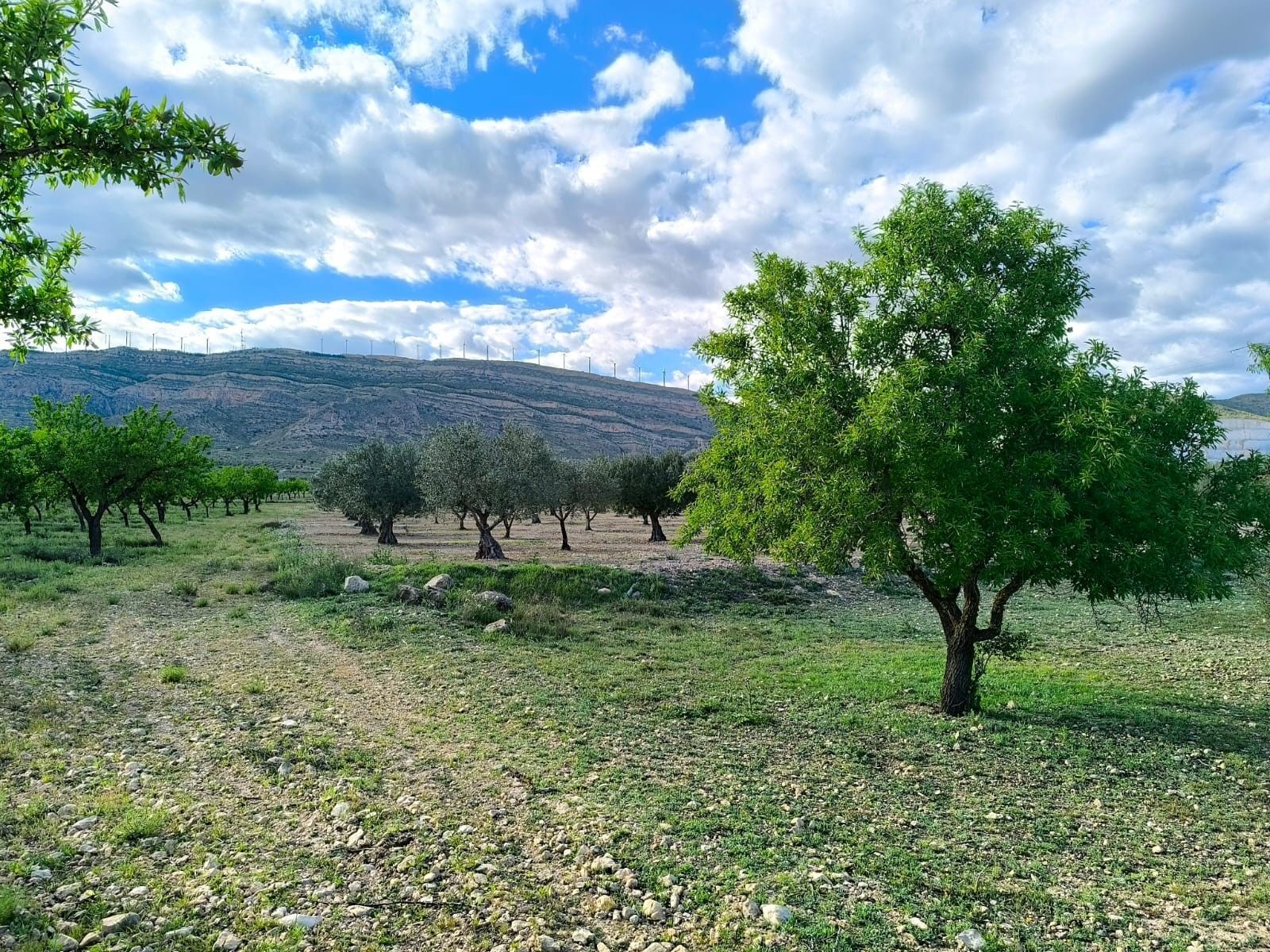 Terrain dans Caudete, Albacete à vendre Plan de site– Image 1 sur 7