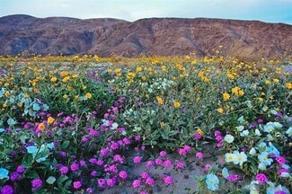 Plus de détails pour 0 Palm Canyon Dr, Borrego Springs, CA - Terrain à vendre