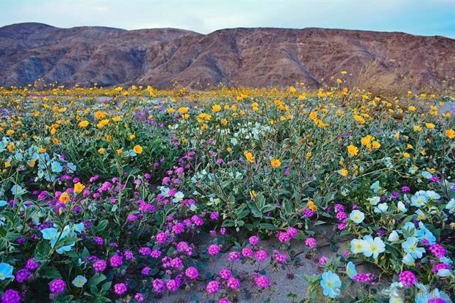 0 Palm Canyon Dr, Borrego Springs, CA à vendre Autre– Image 1 sur 5