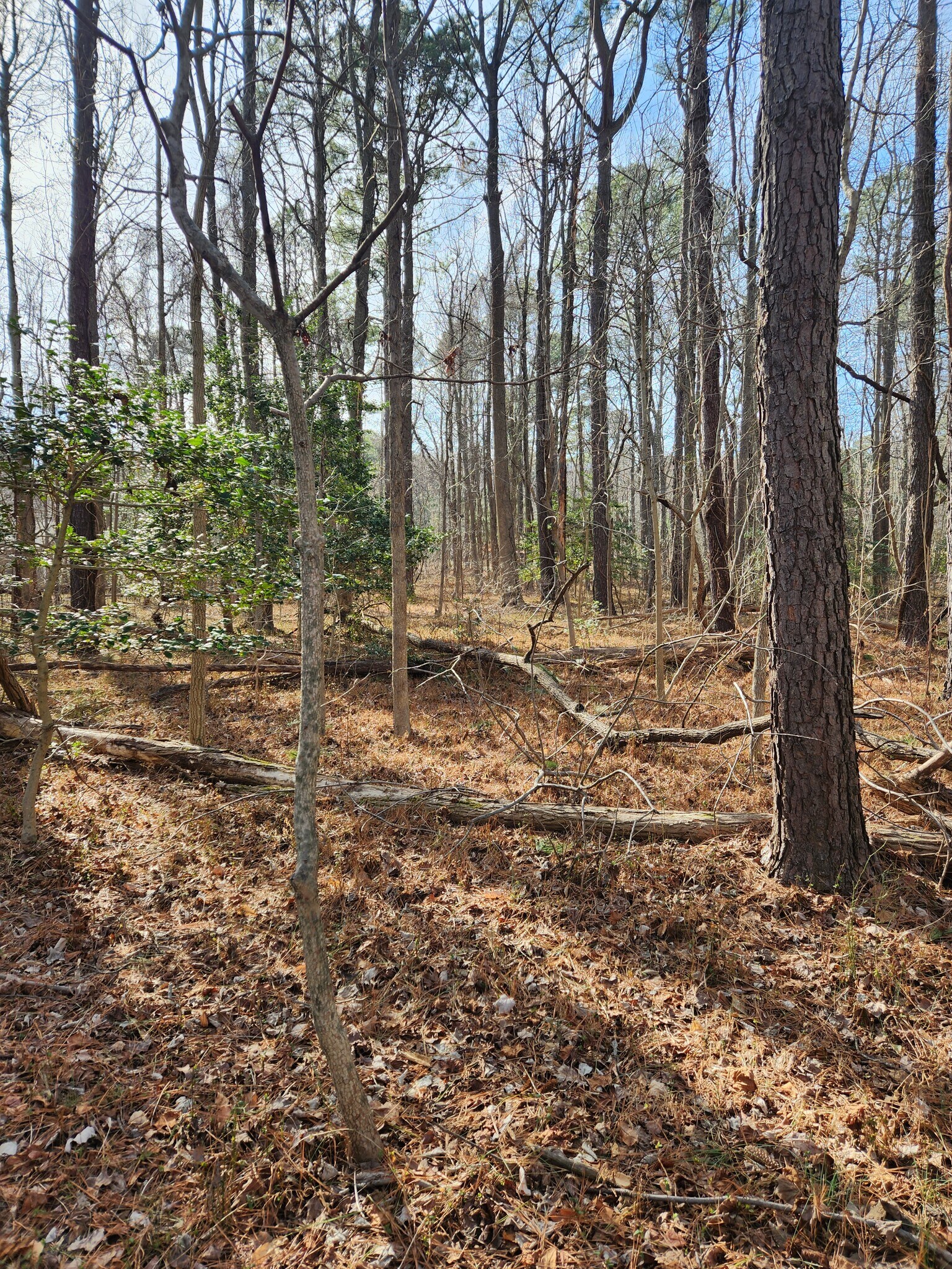 Lot 69 Plantation, Montross, VA à vendre Photo principale– Image 1 sur 23
