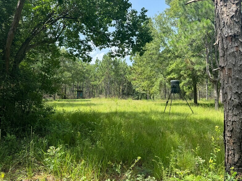0 Nokomis Road, Walnut Hill, FL à vendre - Photo principale – Image 1 sur 51