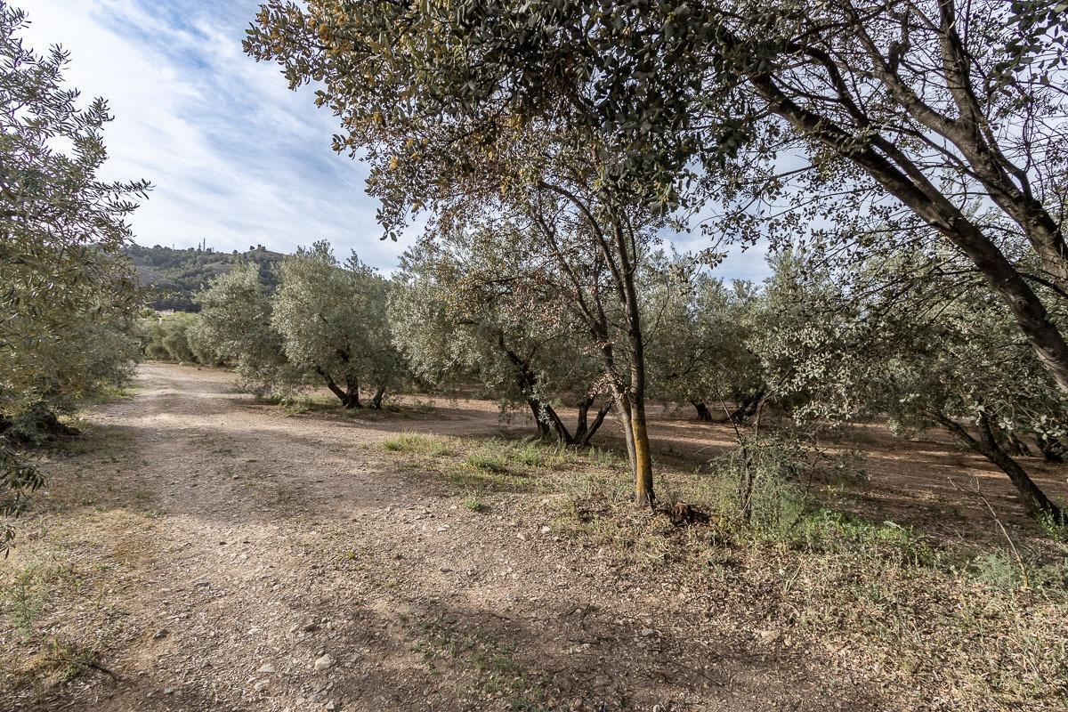 Pago de, Albolote, Granada à vendre Photo principale– Image 1 sur 13