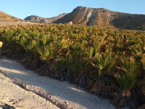 Terrain dans Fortuna, Murcia à vendre - Plan de site – Image 2 sur 7