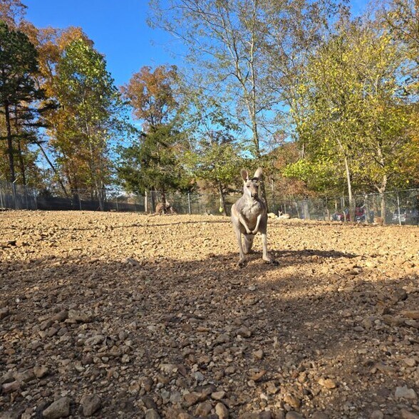 11698 US Highway 60, Van Buren, MO à vendre - Photo de l’immeuble – Image 2 sur 15