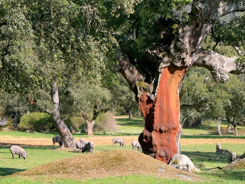 Terrain dans Mérida, Badajoz à vendre Aérien– Image 1 sur 9