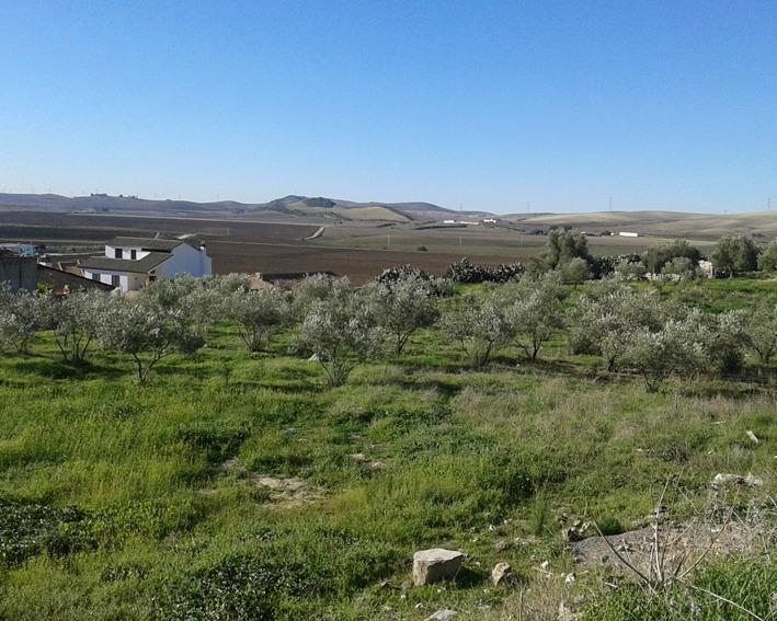 Terrain dans Espera, Cádiz à vendre - Aérien – Image 2 sur 4