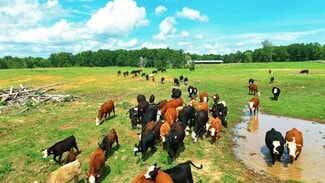 Plus de détails pour 925 Sumac Rd, Pulaski, TN - Terrain à vendre
