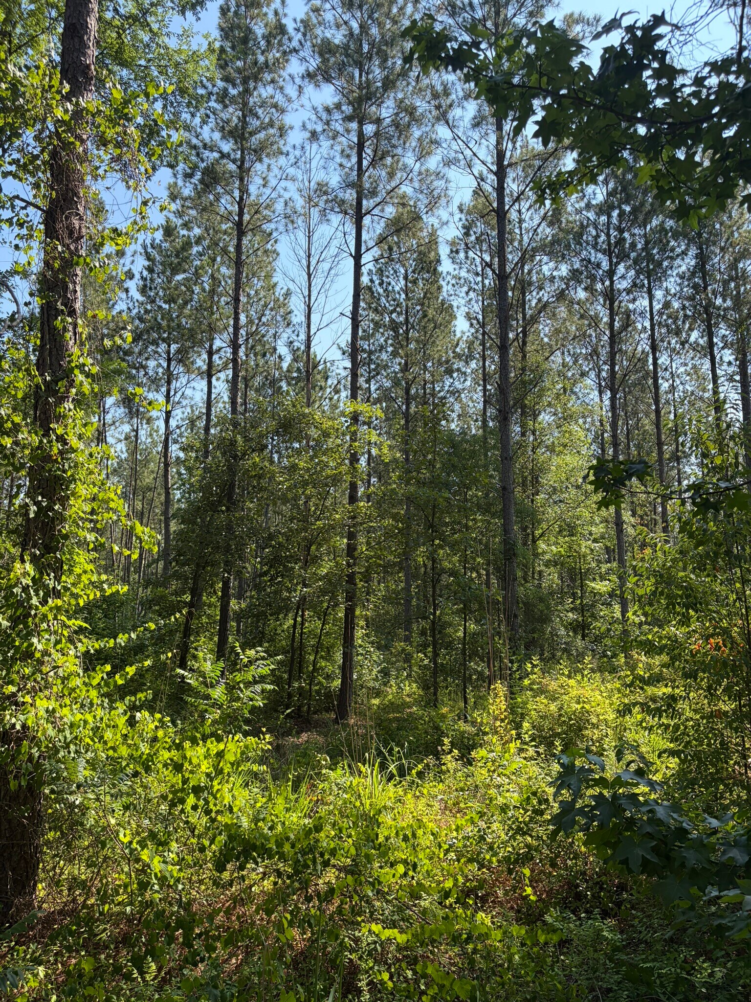 00 Everett Chappell Rd, Mount Gilead, NC à vendre Photo principale– Image 1 sur 30