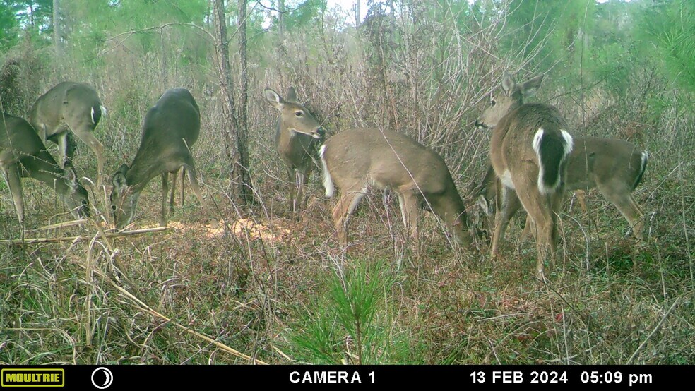 Solomon Dairy rd, Quincy, FL à vendre - Photo de l’immeuble – Image 3 sur 10