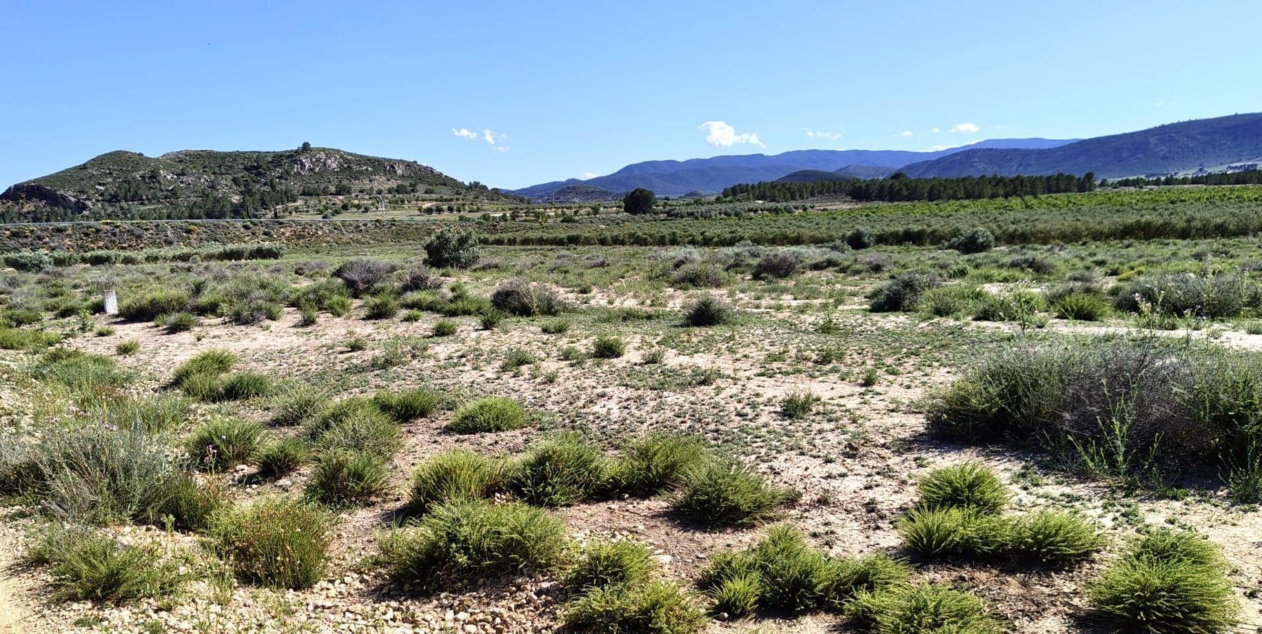 Terrain dans Villena, Alicante à vendre Plan de site– Image 1 sur 5