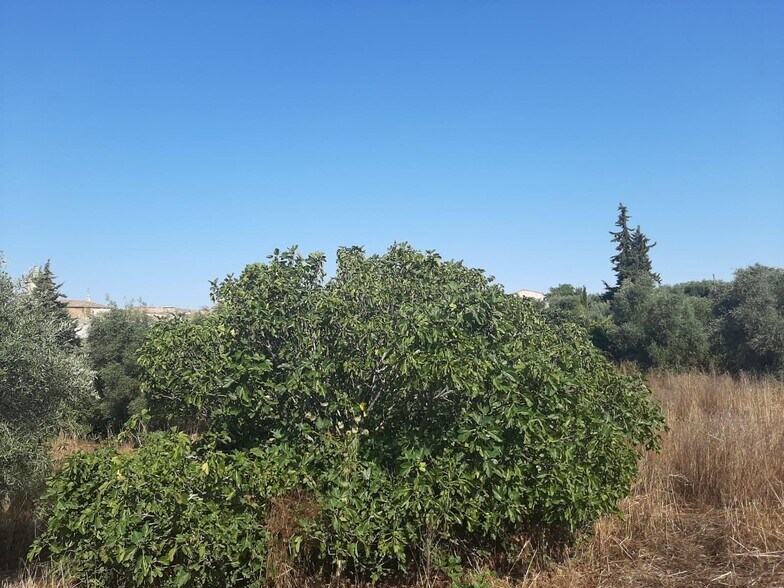 Terrain dans Casas de Don Antonio, Cáceres à vendre - Photo principale – Image 2 sur 12