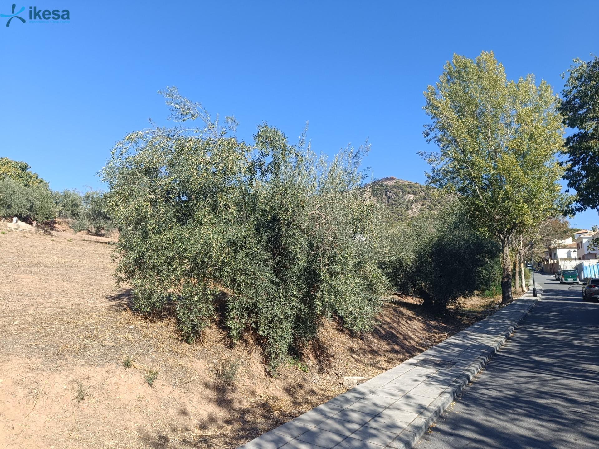 Terrain dans Nívar, Granada à louer Plan de site– Image 1 sur 6