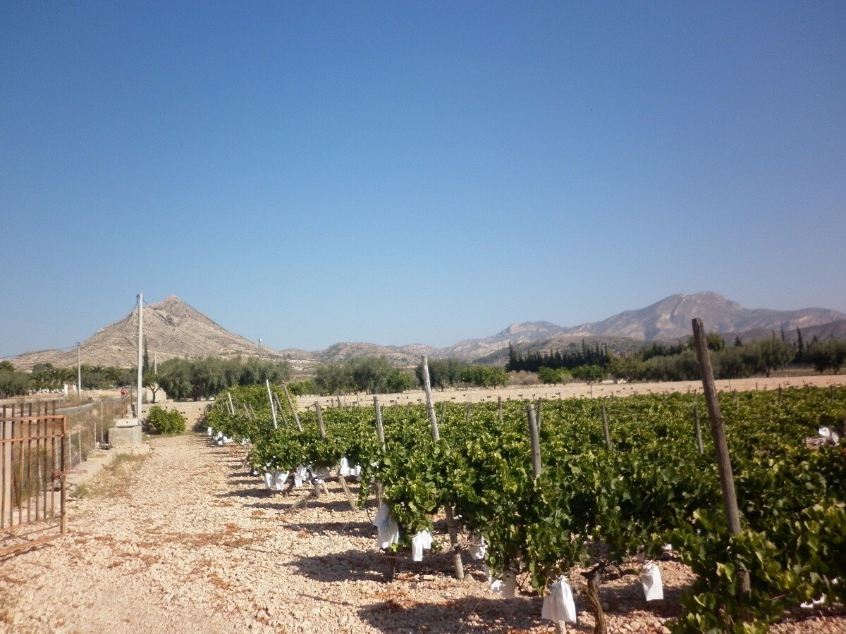 Terrain dans Novelda, Alicante à vendre Photo principale– Image 1 sur 11