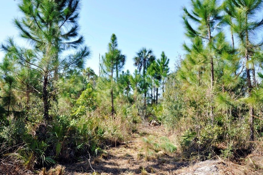 Cortez Blvd & Marys Fish Camp Rd, Weeki Wachee, FL à vendre - Autre – Image 3 sur 15