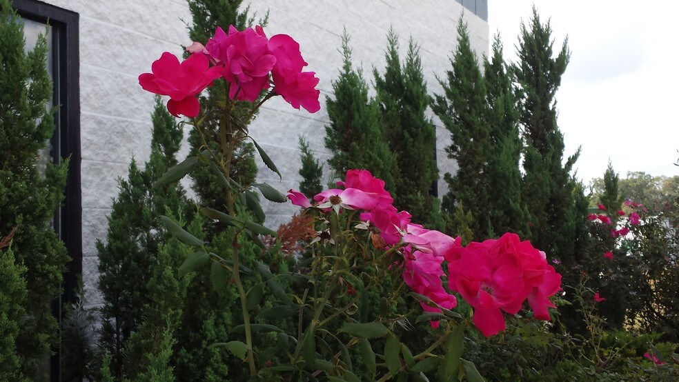 11441 Robertson Dr, Manassas, VA à louer - Photo de l’immeuble – Image 2 sur 4