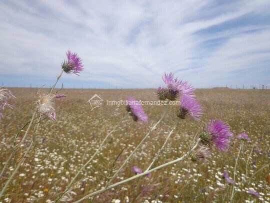 Terrain dans Sierra de Fuentes à vendre - Aérien – Image 2 sur 2