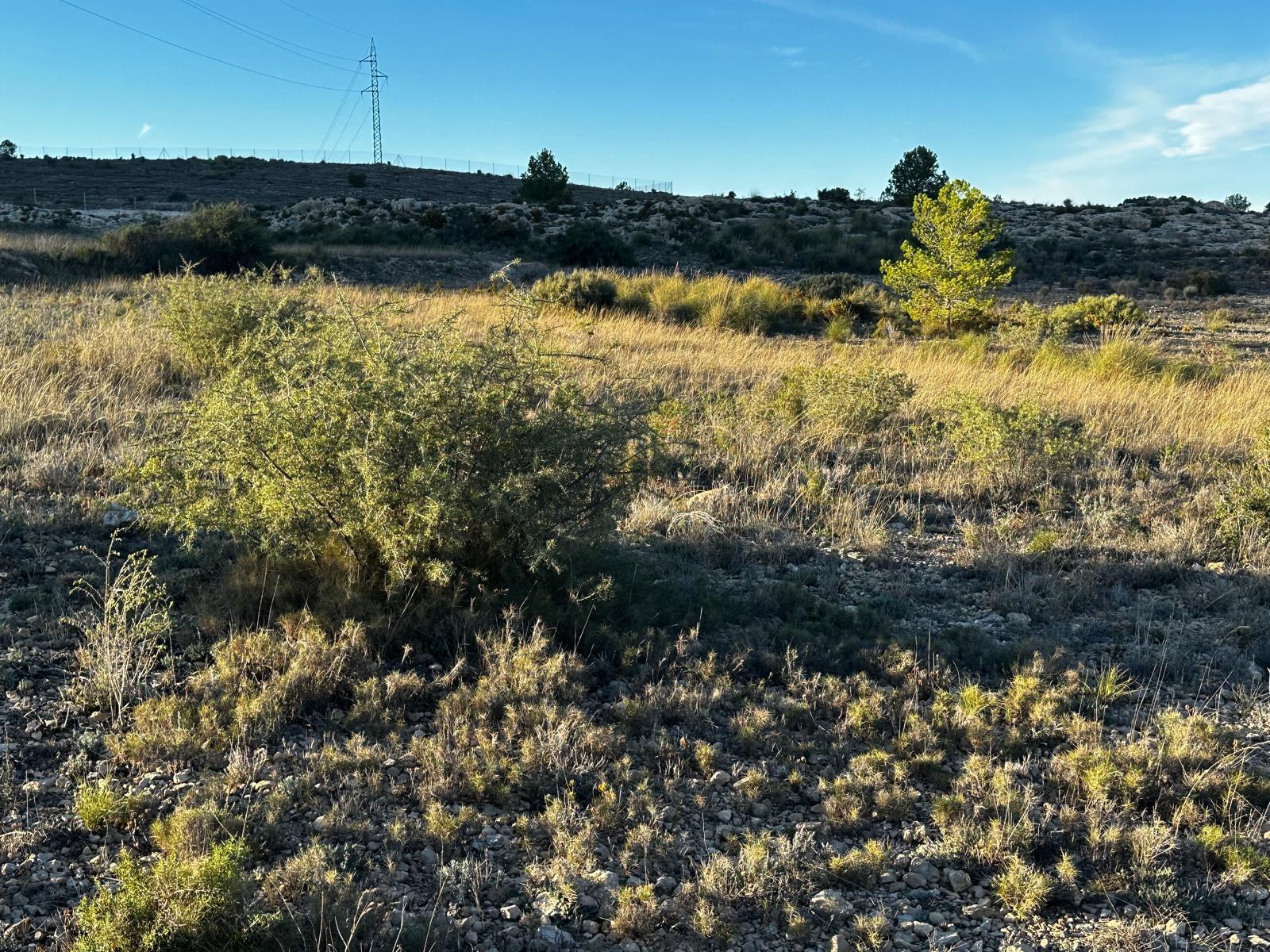 Terrain dans Elda, Alicante à vendre Plan de site– Image 1 sur 20