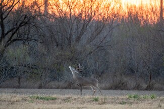 Plus de détails pour Las Brisas Road, Rio Grande City, TX - Terrain à vendre