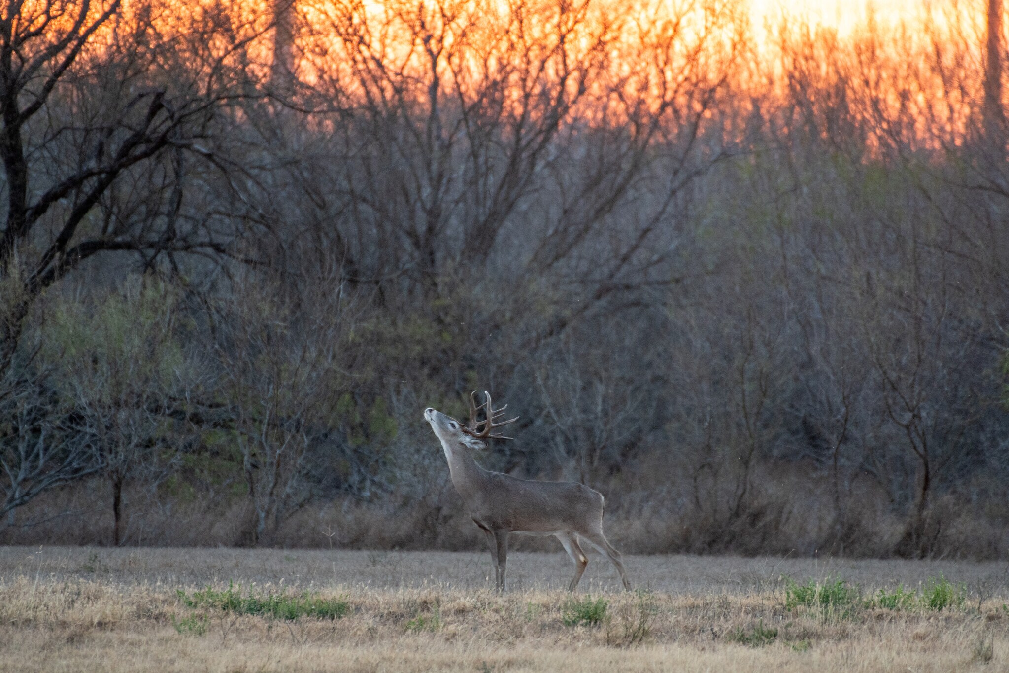Las Brisas Road, Rio Grande City, TX à vendre Photo principale– Image 1 sur 50