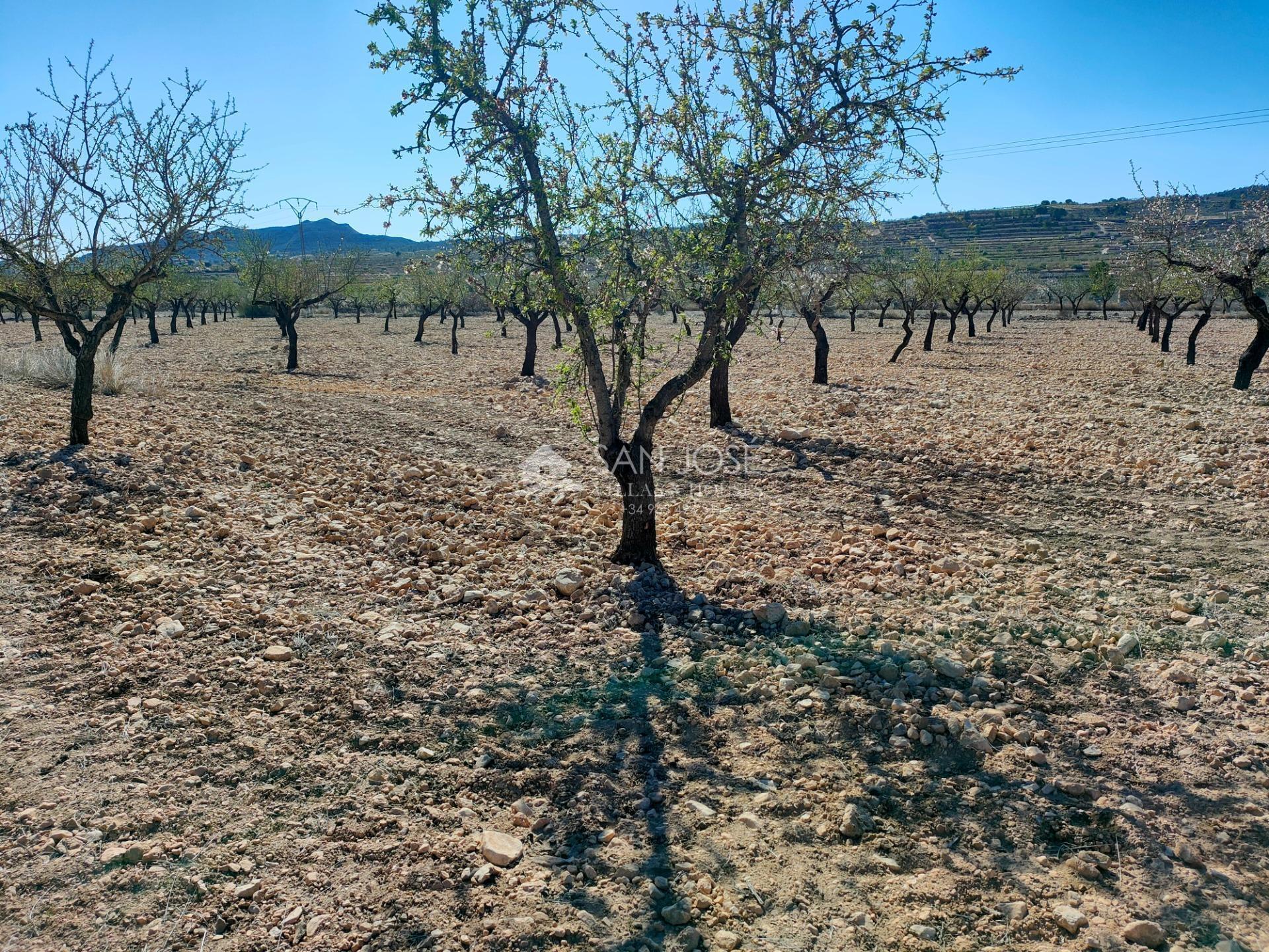 Terrain dans Orihuela, Alicante à vendre Photo principale– Image 1 sur 12