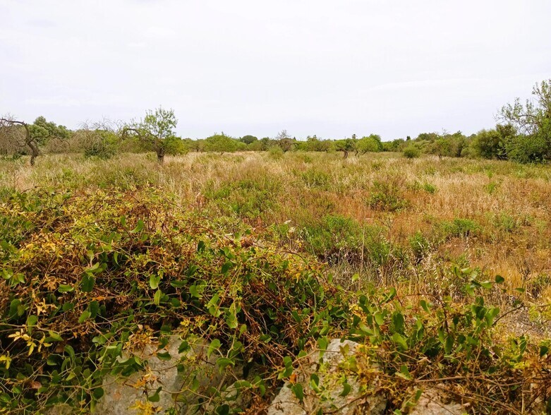 Terrain dans Manacor, Islas Baleares à vendre - Plan de site – Image 2 sur 2