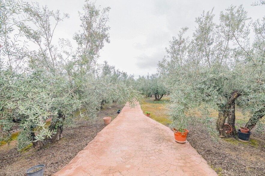 Terrain dans Ogíjares, Granada à vendre - Photo de l’immeuble – Image 3 sur 25