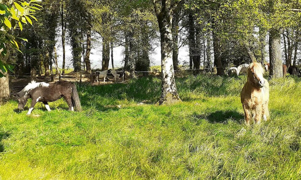 Local d'activités dans Malguénac à vendre - Photo de l’immeuble – Image 2 sur 12