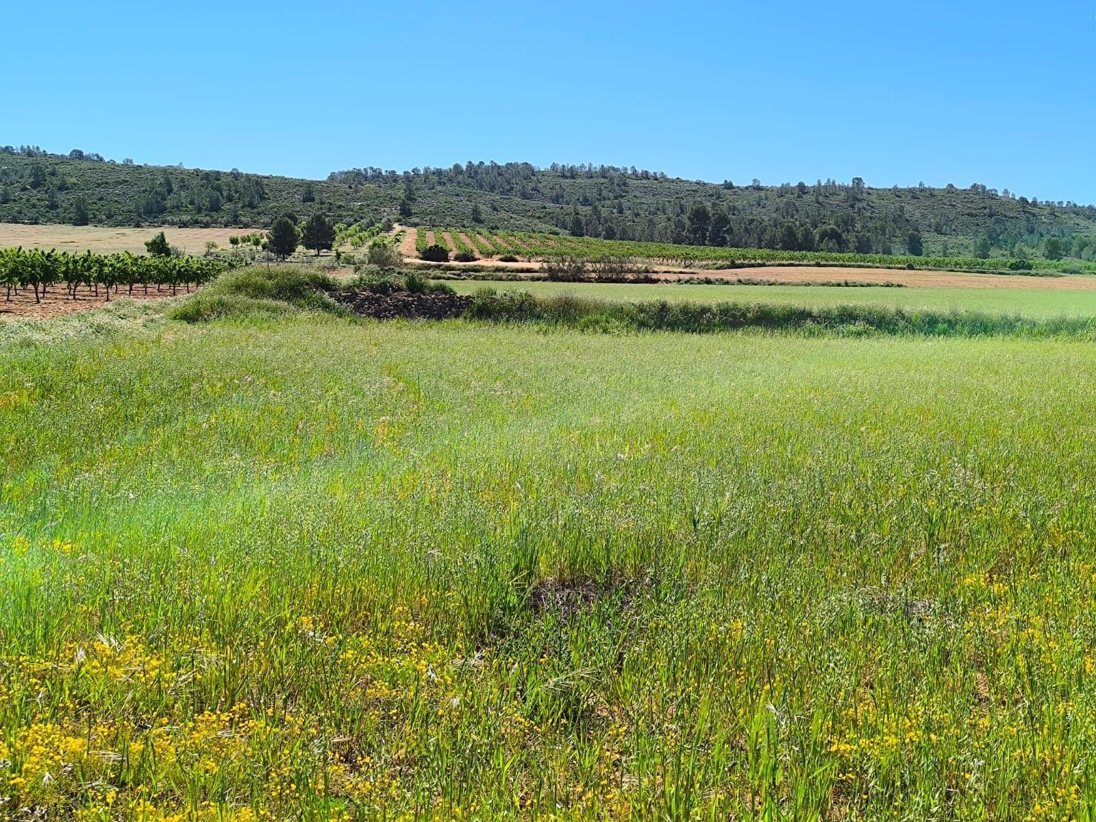 Terrain dans Yecla, Murcia à vendre Plan de site– Image 1 sur 6