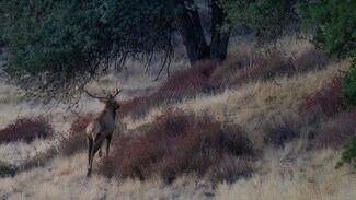 Plus de détails pour 47069 Crump Ln, Coalinga, CA - Terrain à vendre