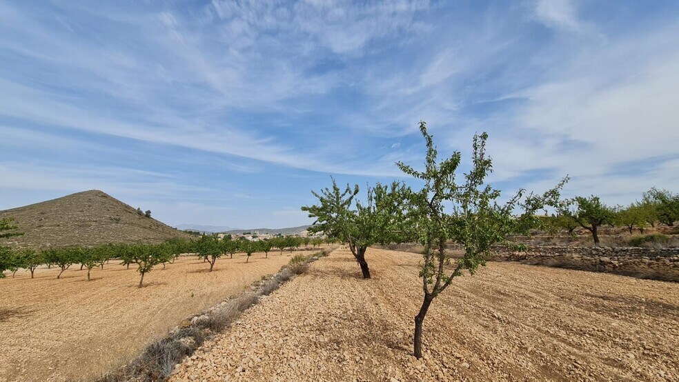 Terrain dans Algueña, Alicante à vendre - Photo principale – Image 1 sur 8