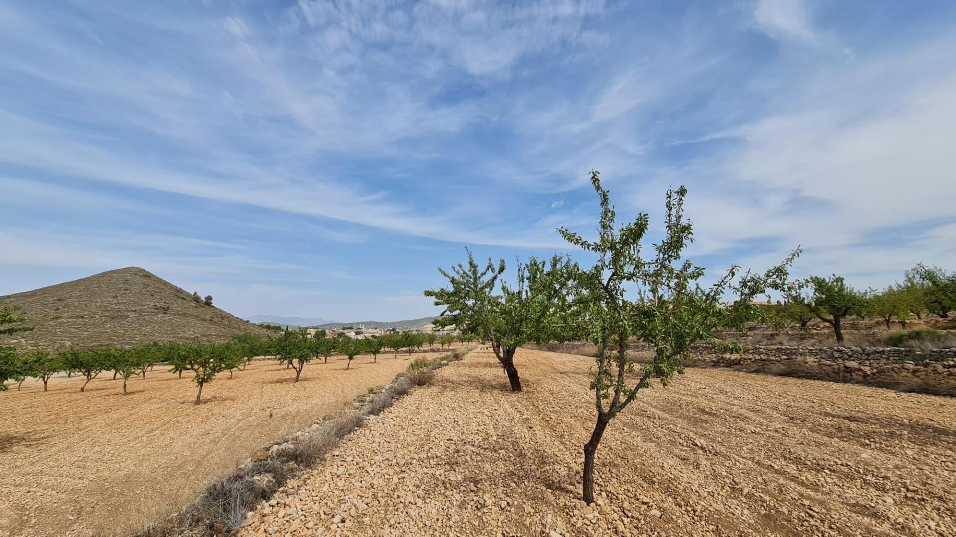 Terrain dans Algueña, Alicante à vendre Photo principale– Image 1 sur 9