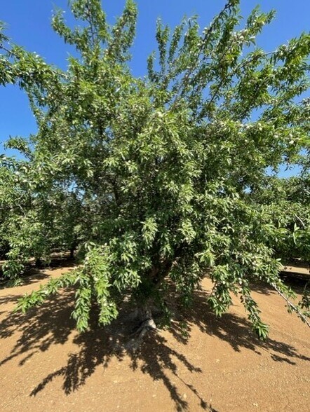 Draper Rd, Newman, CA à vendre - Photo de l’immeuble – Image 3 sur 27