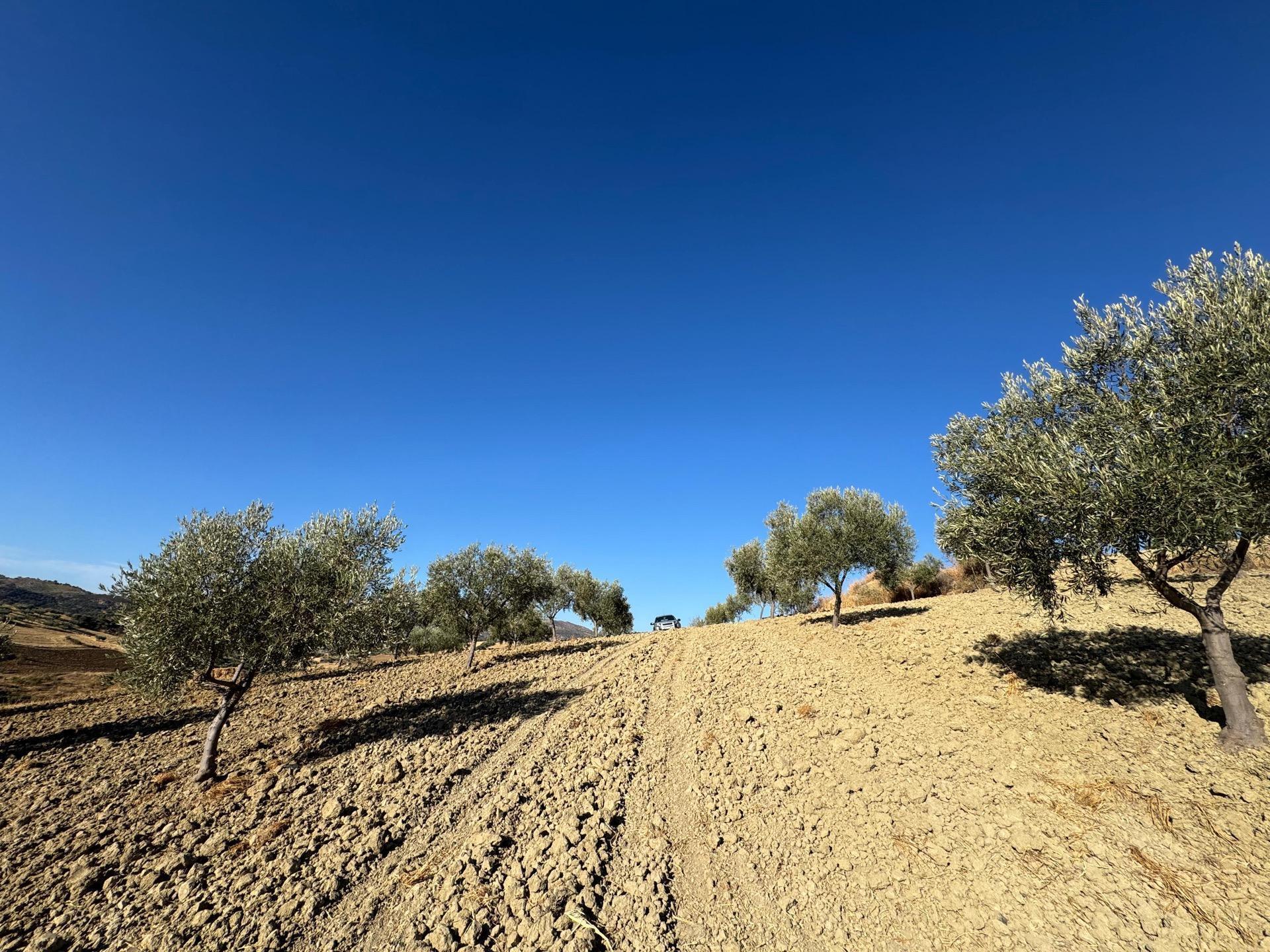 Terrain dans Casabermeja, Málaga à vendre Aérien– Image 1 sur 14