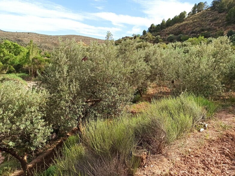 Terrain dans Alcolea del Río, Sevilla à vendre - Photo principale – Image 3 sur 12