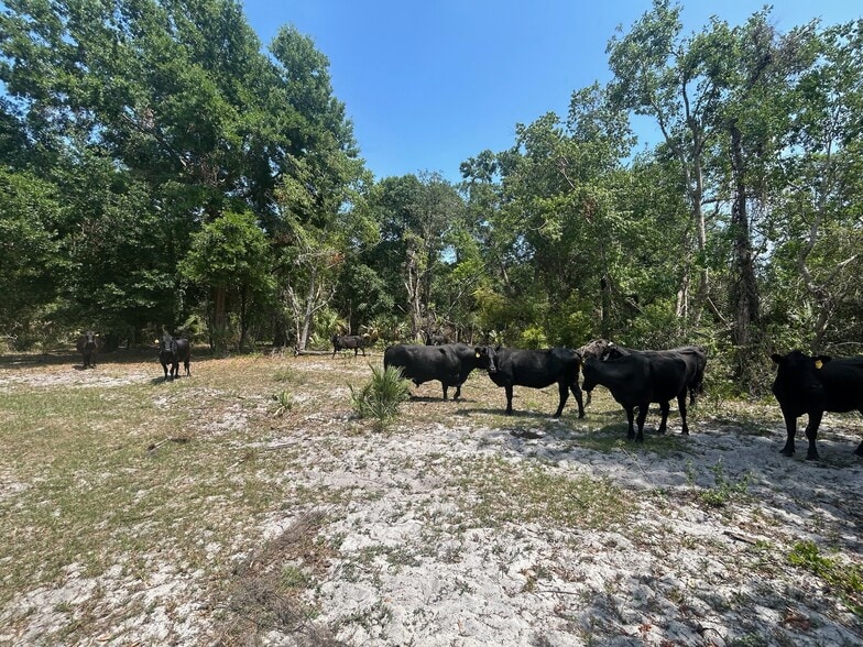 28301 Shirley Shores Road, Tavares, FL à vendre - Photo de l’immeuble – Image 2 sur 7